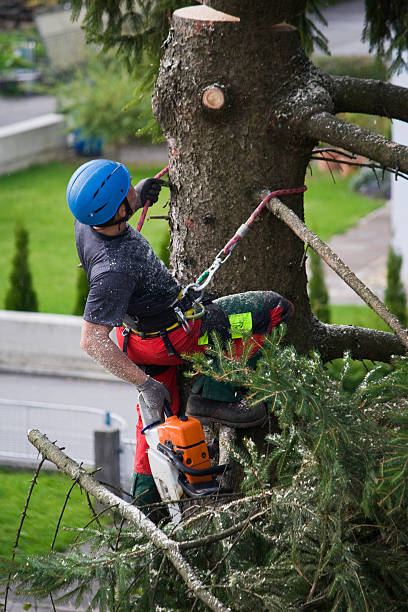 Best Tree Health Inspection  in Fair Lawn, NJ