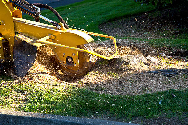 Best Stump Grinding and Removal  in Fair Lawn, NJ
